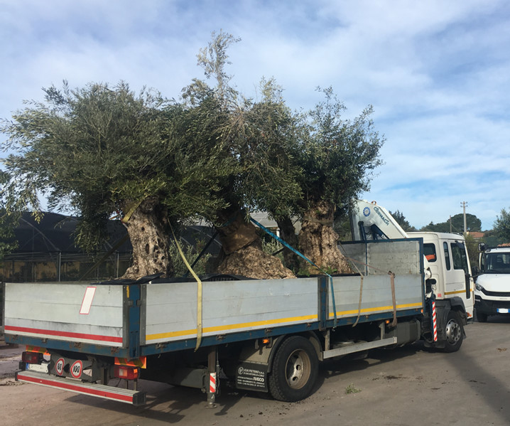 Come Trasportare Le Piante In Sicurezza Pierucci Agricoltura Professional