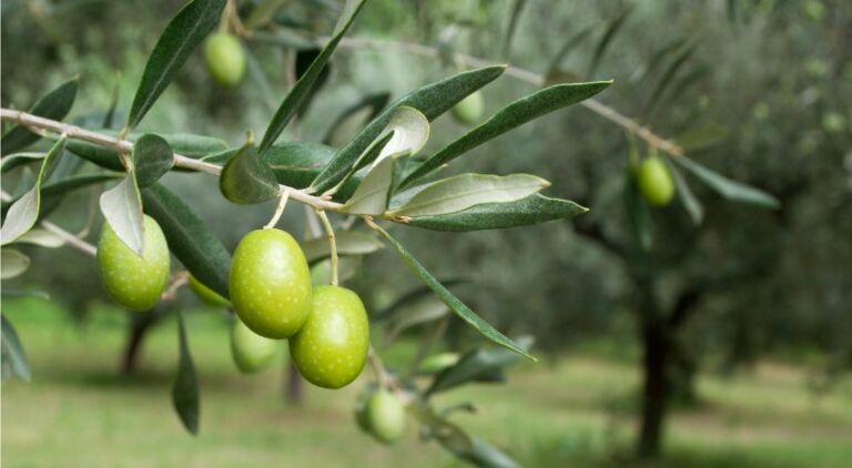 zeolite per la tignola dell'olivo