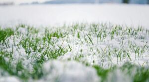 Potassio contro il freddo per il tappeto erboso