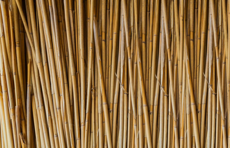 Canne di bamboo utilizzate a scopi decorativi