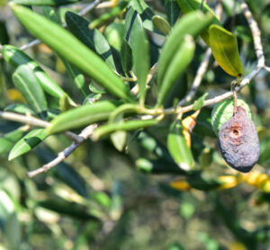 Danni causati dalla mosca dell'olivo