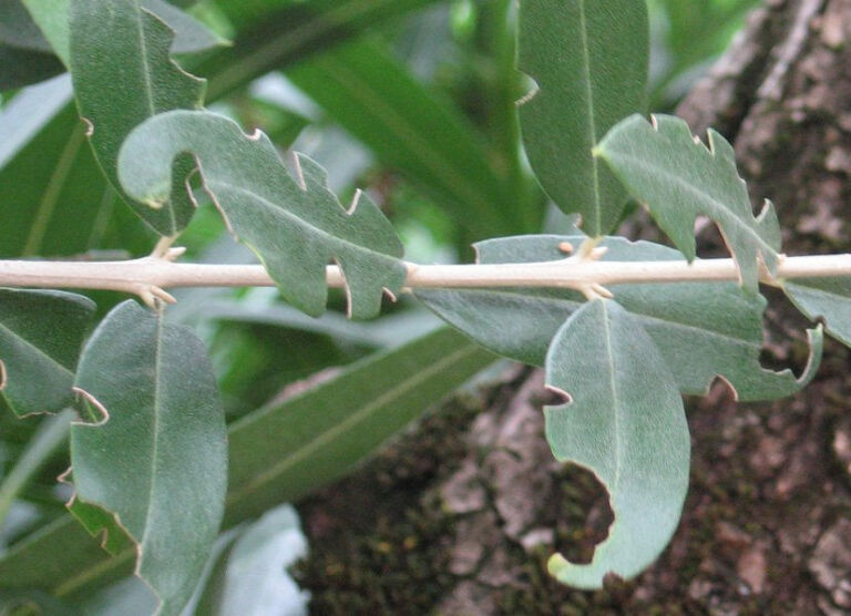Danni causati su foglie di olivo dall'oziorrinco