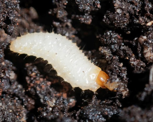 Larva di oziorrinco presente nel substrato