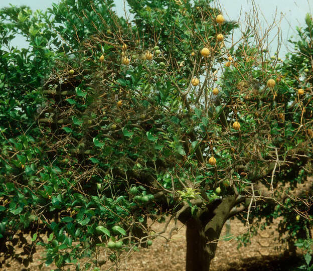 Mal secco degli agrumi foto