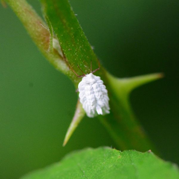 Cocciniglia
