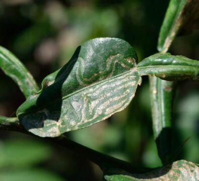 Mosca o minatrice serpentina