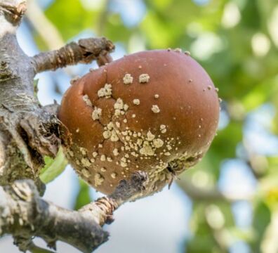 Pianta attaccata da monilia