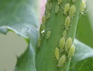 Presenza-di-afidi sulla pianta