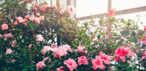 Azalea