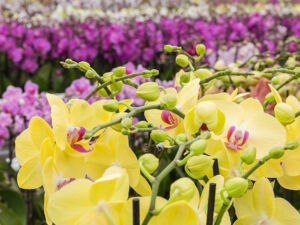 Orchidee in vivaio