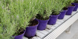 Piante di lavanda