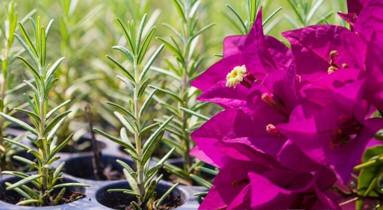 Borlanda fluida: la soluzione naturale per il vivaismo