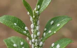 Cocciniglia