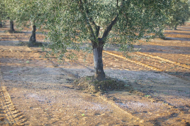Concimazione autunnale olivo