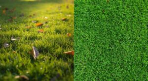 Tappeto erboso in autunno: prima e dopo