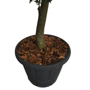 Corteccia pino dettaglio