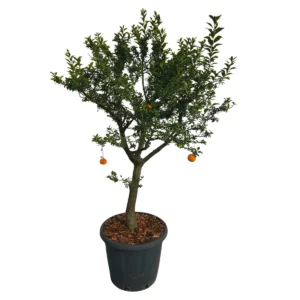 Corteccia pino pianta