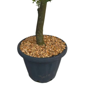 Faggio ambiente dettaglio