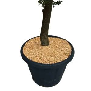 Microcippato di conifera