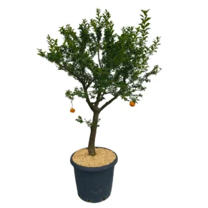 Microcippato di conifera