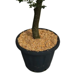 Miscantus ambiente dettaglio