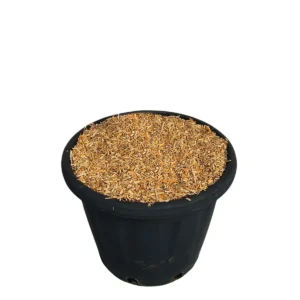 Miscantus ambiente dettaglio2