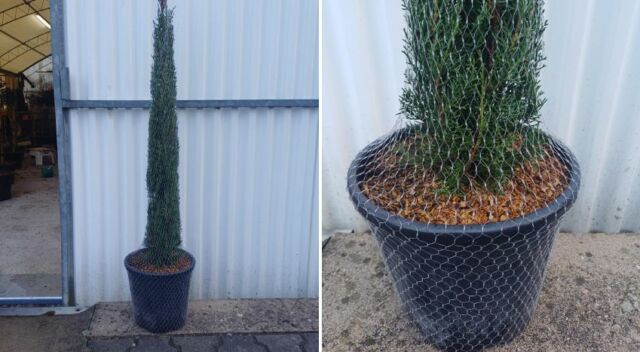 Trasporto con la rete tubolare - Professional Pierucci Agricoltura