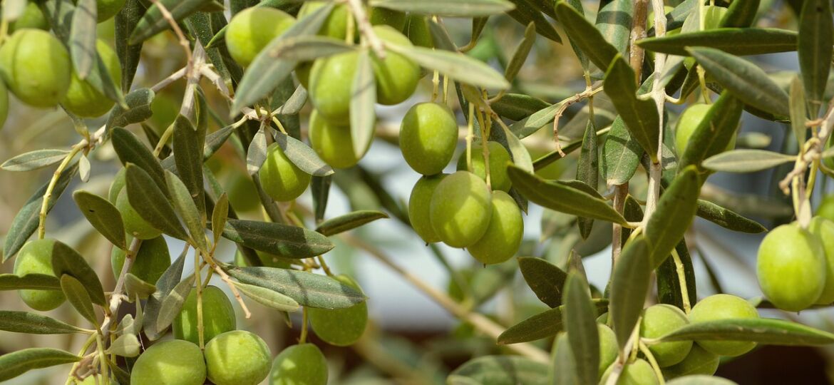 pianta olivo