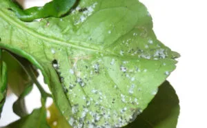 I rimedi più efficaci contro virus e batteri negli alberi da frutto I rimedi più efficaci contro virus e batteri