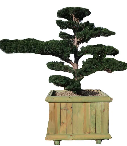 vaso di legno di pino per bonsai