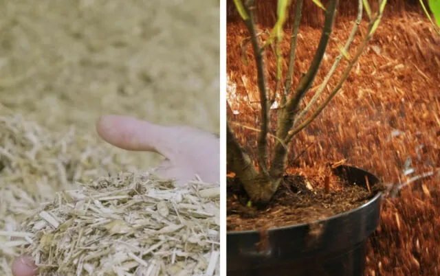 Il processo di pacciamatura con miscanthus e fibra di legno Containermulch