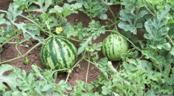 Coltivazione angurie