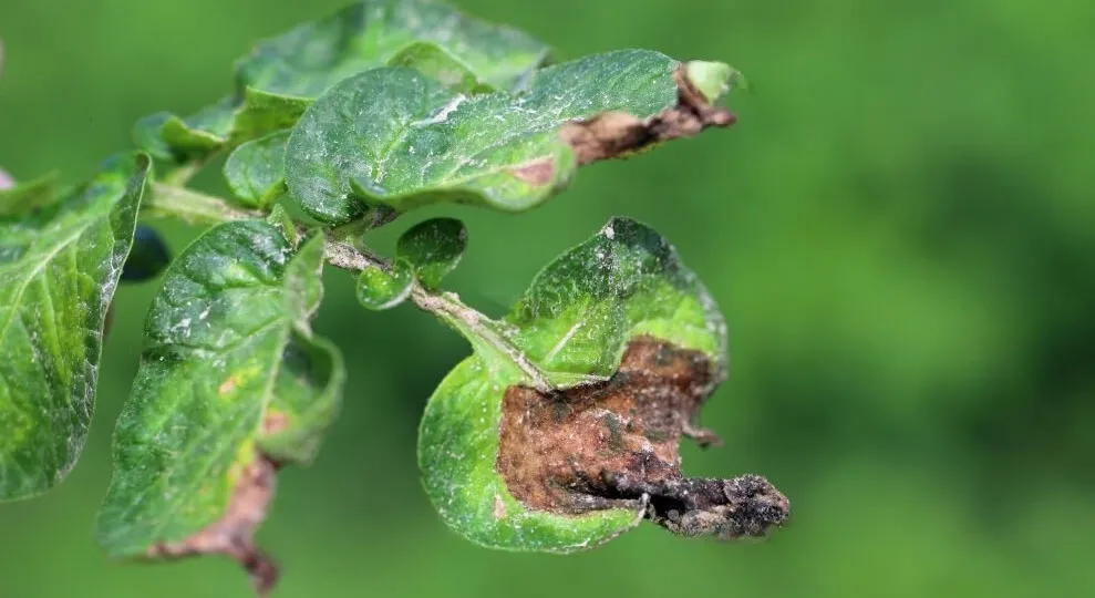 Mal del colletto, malattia di origine fungina