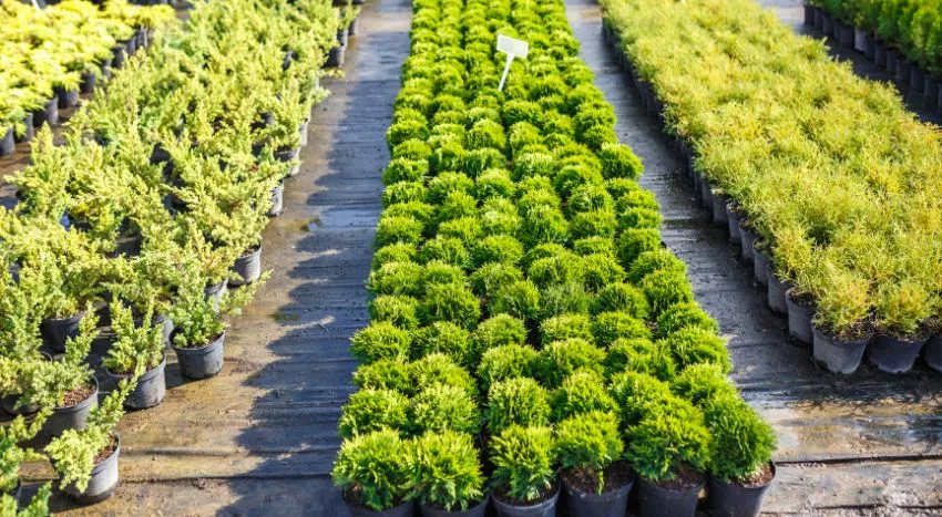 Coltivazione con acqua a elevata salinità
