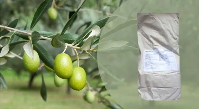 Zeolite contro la tignola dell'olivo