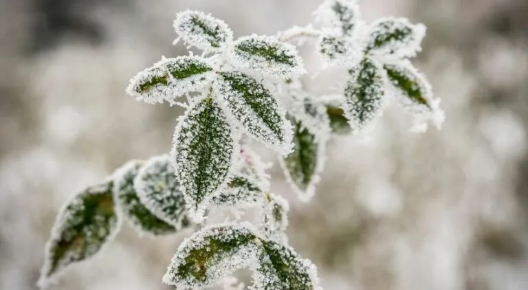 Piante ornamentali e freddo