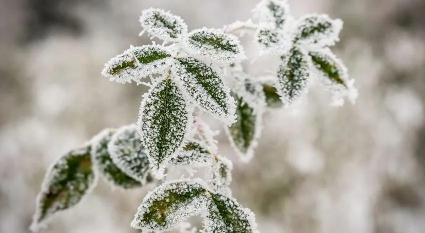 Piante ornamentali e freddo