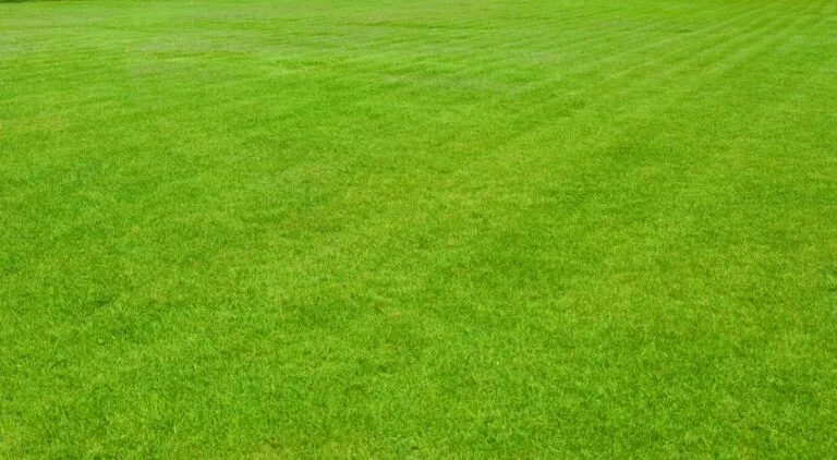 Potassio per il tappeto erboso