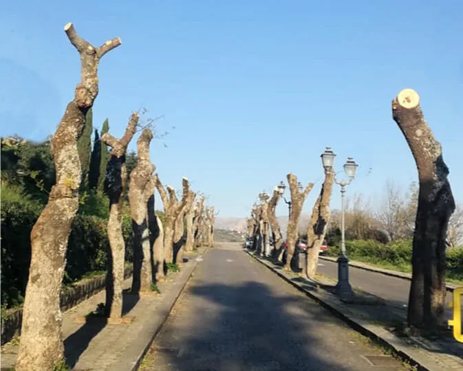 Capitozzatura degli alberi su sede stradale