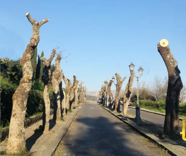 Capitozzatura degli alberi su sede stradale