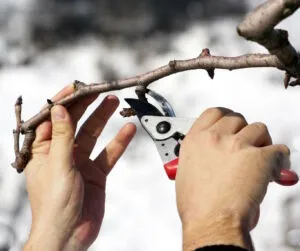 Potatura delle piante