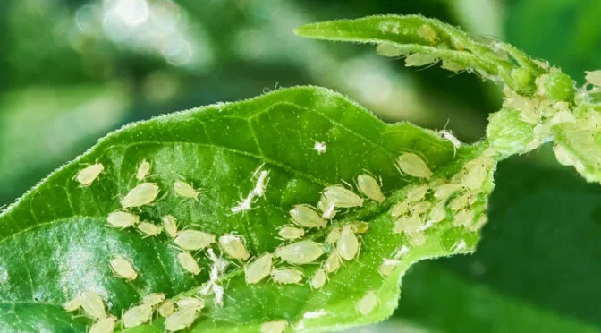 Presenza di afidi sulla foglia di una pianta