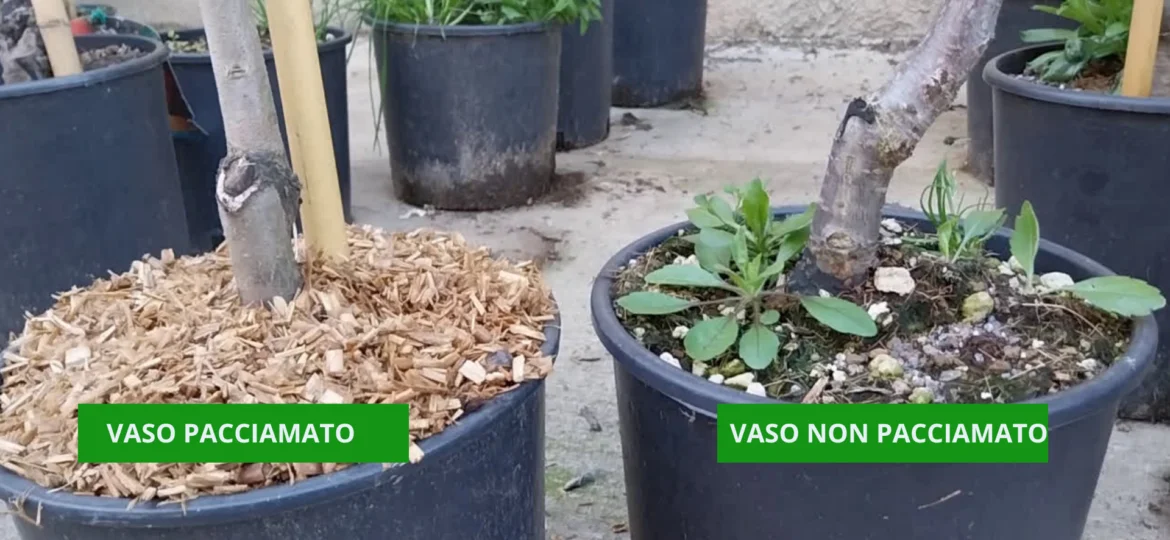 Vaso pacciamato e vaso non pacciamato