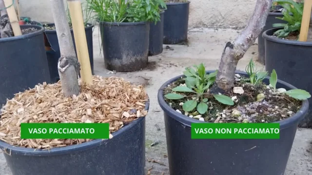 Vaso pacciamato e vaso non pacciamato