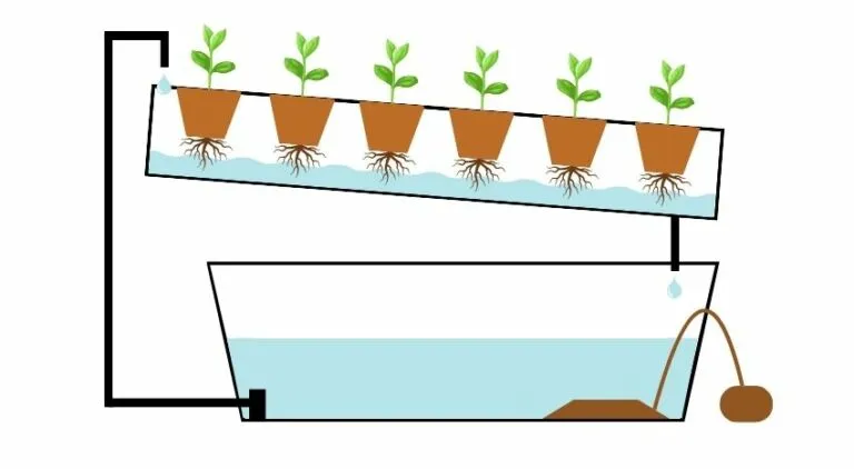 Nutrient Film Technique