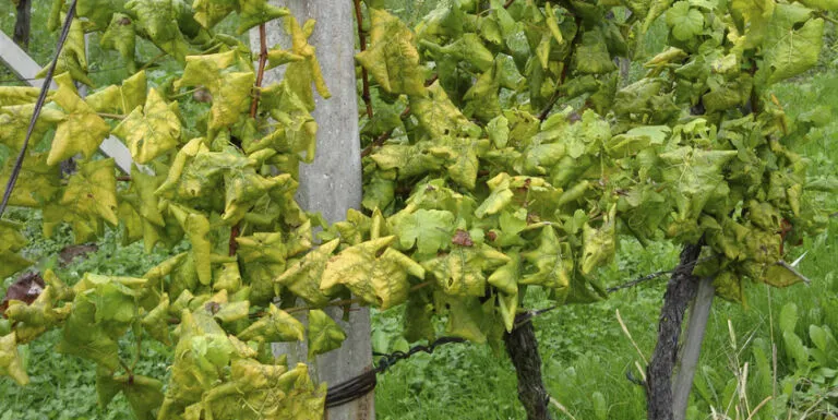 flavescenza dorata delle viti