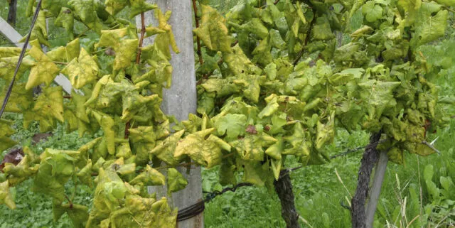 flavescenza dorata delle viti