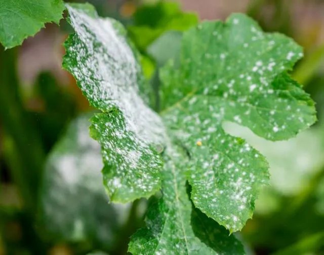 La muffa grigia su una pianta ornamentale