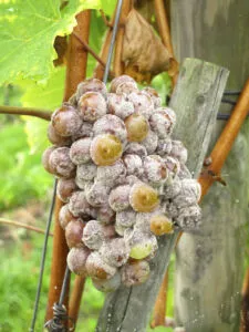Un grappolo d'uva colpito dalla muffa grigia