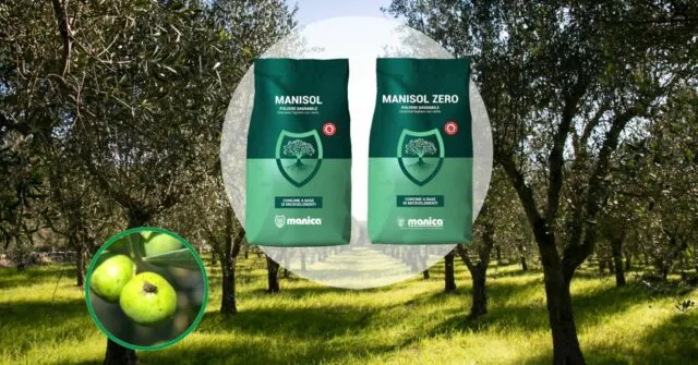 Foto Manisol Mosca Olivo